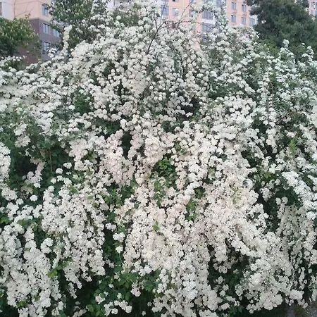 Магнолия Apartament *